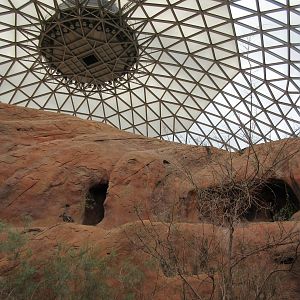 Desert Dome - see the wallaby?