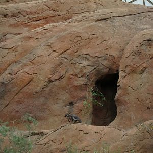 Desert Dome - Yellow-footed Rock Wallaby