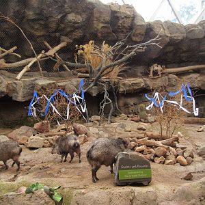 Desert Dome - Collared Peccary + Ocelot Exhibits