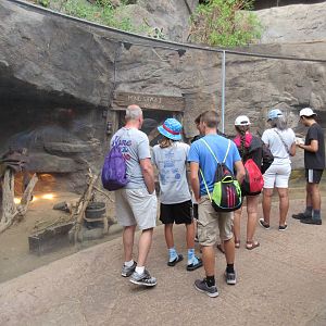 Desert Dome - Western Diamond-backed Rattlesnake Exhibit (popular!)
