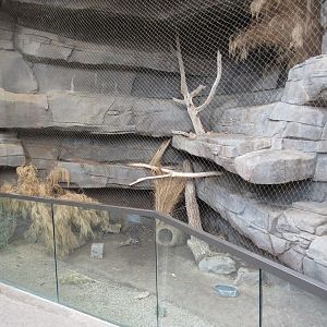 Desert Dome - Swift Fox Exhibit