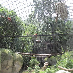 scarlet macaw aviary