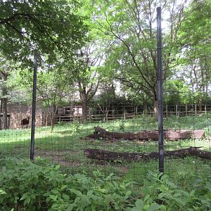 Okapi/Yellow-backed Duiker/Hornbill Exhibit #1