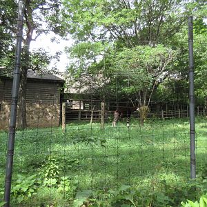 Okapi/Yellow-backed Duiker/Hornbill Exhibit #2