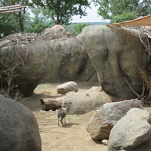 African Grasslands Kopje - Klipspringer/Meerkat Exhibit