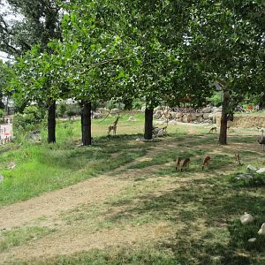 African Grasslands - Multi-Acre Giraffe/Impala/Ostrich/White Stork Savanna