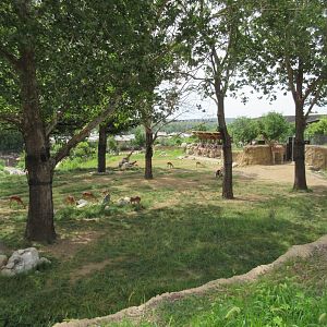 African Grasslands - Multi-Acre Giraffe/Impala/Ostrich/White Stork Savanna