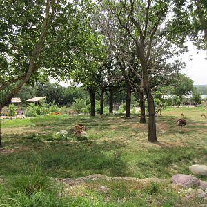 African Grasslands - Multi-Acre Giraffe/Impala/Ostrich/White Stork Savanna