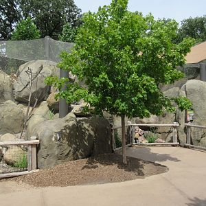 African Grasslands Kopje - Rock Hyrax + White-throated Monitor Exhibits