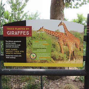 African Grasslands - Giraffe Sign