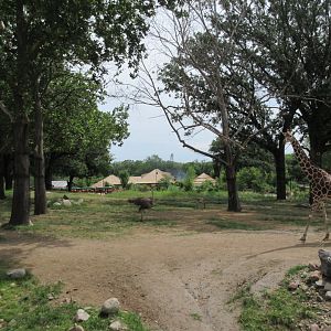 African Grasslands - Multi-Acre Giraffe/Impala/Ostrich/White Stork Savanna