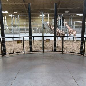 African Grasslands - Giraffe Barn