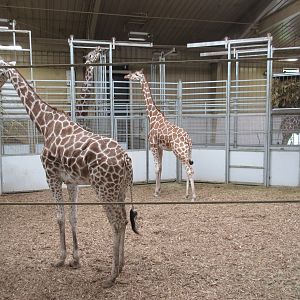 African Grasslands - Giraffe Barn