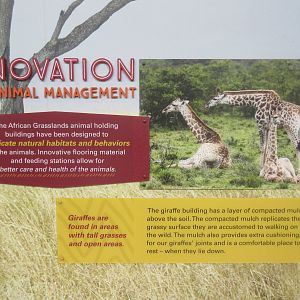 African Grasslands - Giraffe Sign