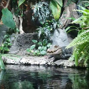 Jul. 2018 - Unseen New World - Dwarf Caiman Exhibit