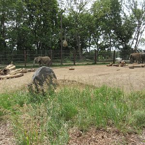 African Grasslands - Elephant Exhibit
