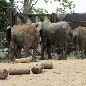 African Grasslands - Elephants
