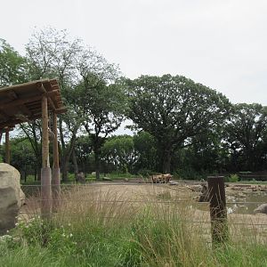 African Grasslands - Elephant Exhibit