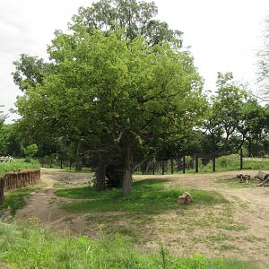 African Grasslands - Elephant Exhibit