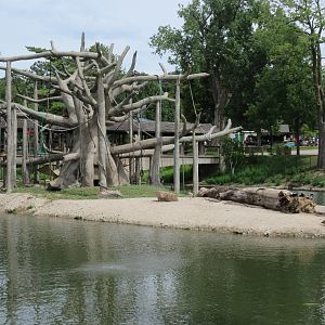 Black-handed Spider Monkey Exhibit