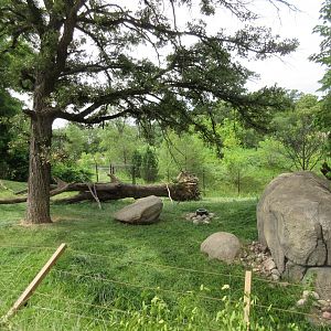 African Grasslands - Cheetah Exhibit