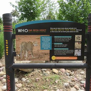 African Grasslands - Cheetah Exhibit Sign