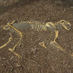 African Grasslands - Visitor Kopje Fossil Trail