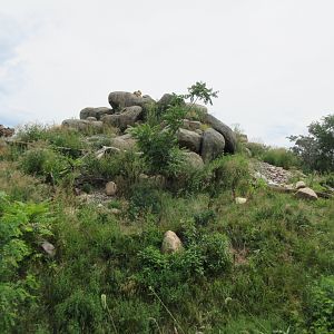 African Grasslands - Lion Exhibit (see a lion?)