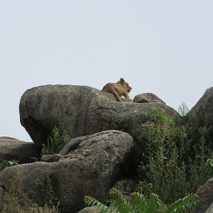 African Grasslands - Lion Exhibit