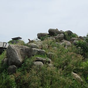 African Grasslands - Lion Exhibit (see a lion?)