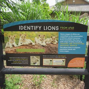 African Grasslands - Lion Exhibit Sign