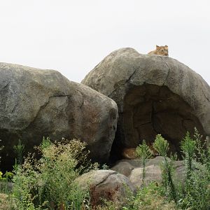 African Grasslands - Lion Exhibit (see two lions?)