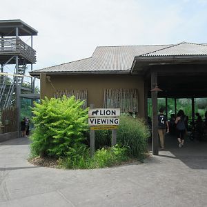 African Grasslands - Lion Exhibit