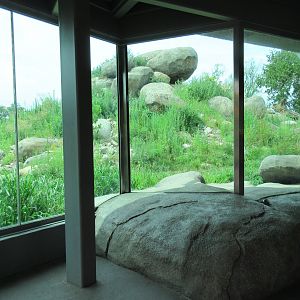 African Grasslands - Lion Exhibit