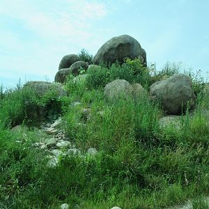 African Grasslands - Lion Exhibit