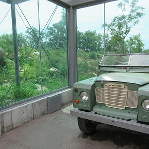 African Grasslands - Lion Exhibit