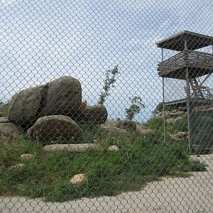African Grasslands - Lion Exhibit