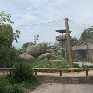 African Grasslands - Lion Exhibit