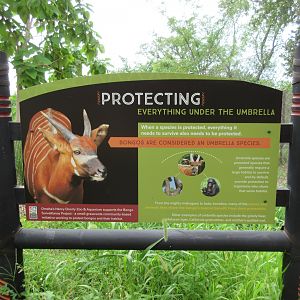 African Grasslands - Multi-Acre Bongo/Blue Crane Exhibit (Sign)