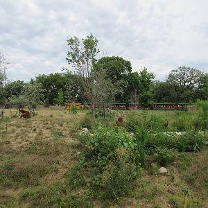 African Grasslands - Multi-Acre Sable Antelope Exhibit