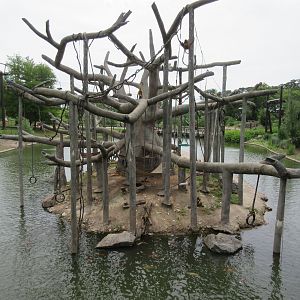 Black-handed Spider Monkey Exhibit
