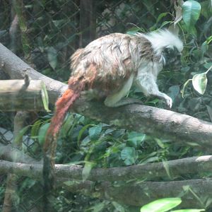 cottontop tamarin