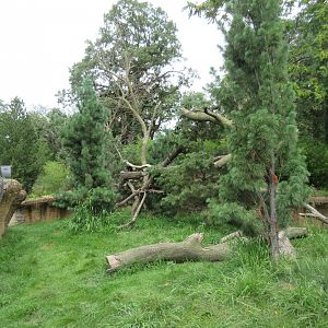 Asian Highlands: Phase One - Red Panda Exhibit