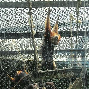 golden headed lion tamarin