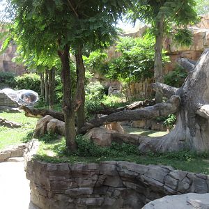Gorilla Exhibit