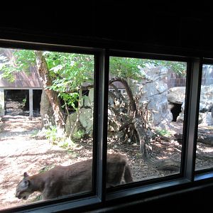 Cougar Exhibit (to be demolished in 2019)