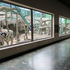 Bornean Orangutan/Agile Gibbon Indoor Exhibit