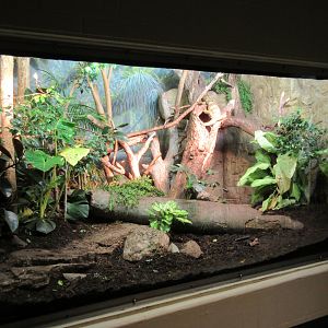 Gray's Monitor Exhibit (in orangutan house)