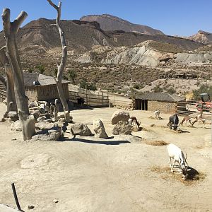 African ungulate enclosure