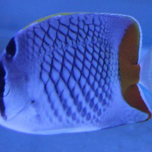 Pearlscale butterflyfish - Chaetodon xanthurus